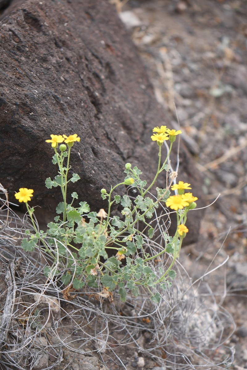 Parry's Rockdaisy photo 5