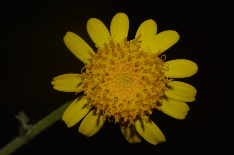Parry's Rockdaisy photo 6