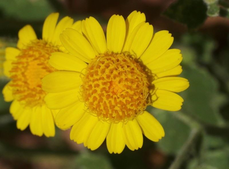 Parry's Rockdaisy photo 8