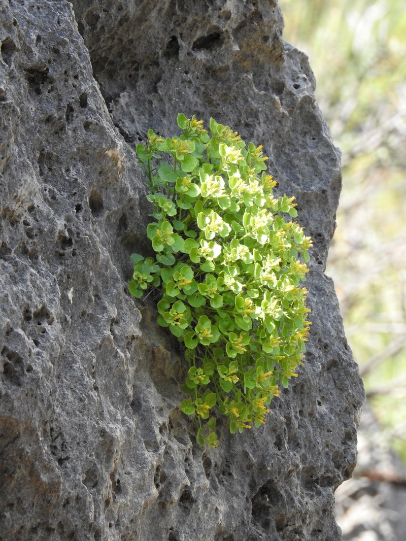 Fiveflower Rockdaisy photo 6