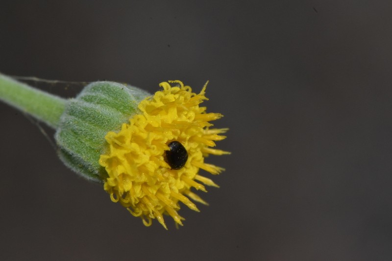 Laphamia reinana