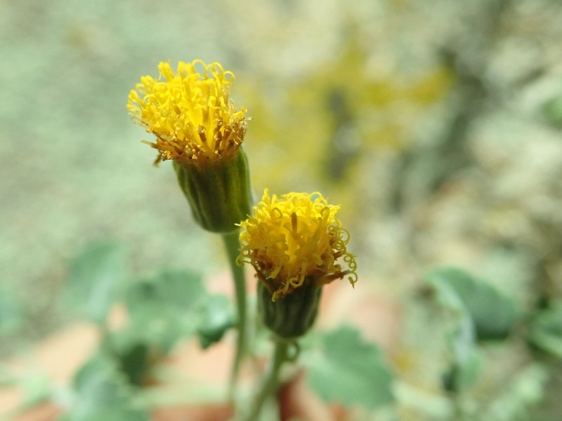 Laphamia reinana photo 3