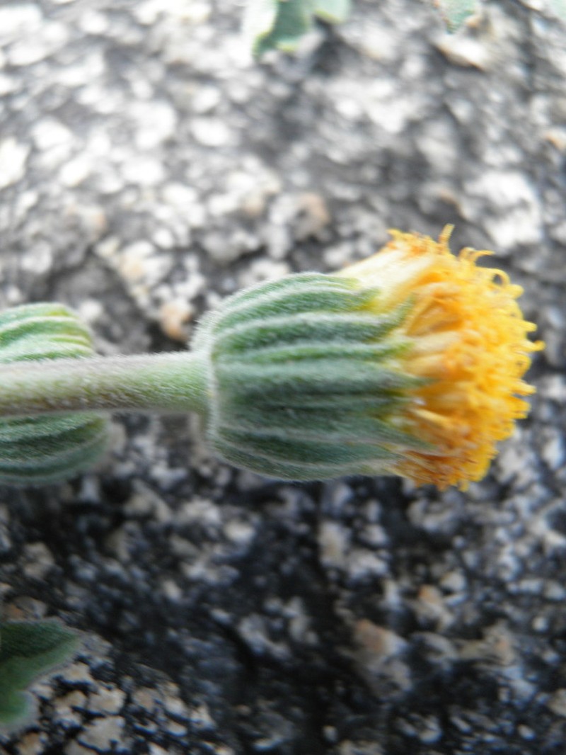 Laphamia reinana photo 5