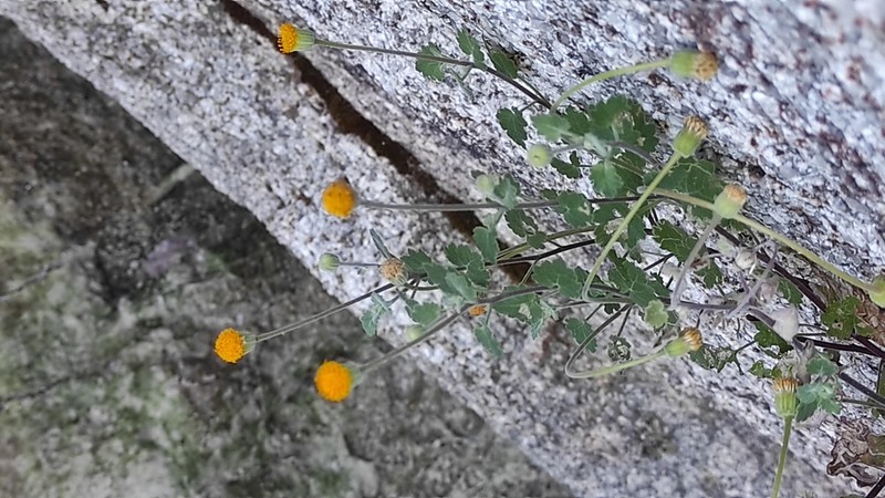 Laphamia reinana photo 6