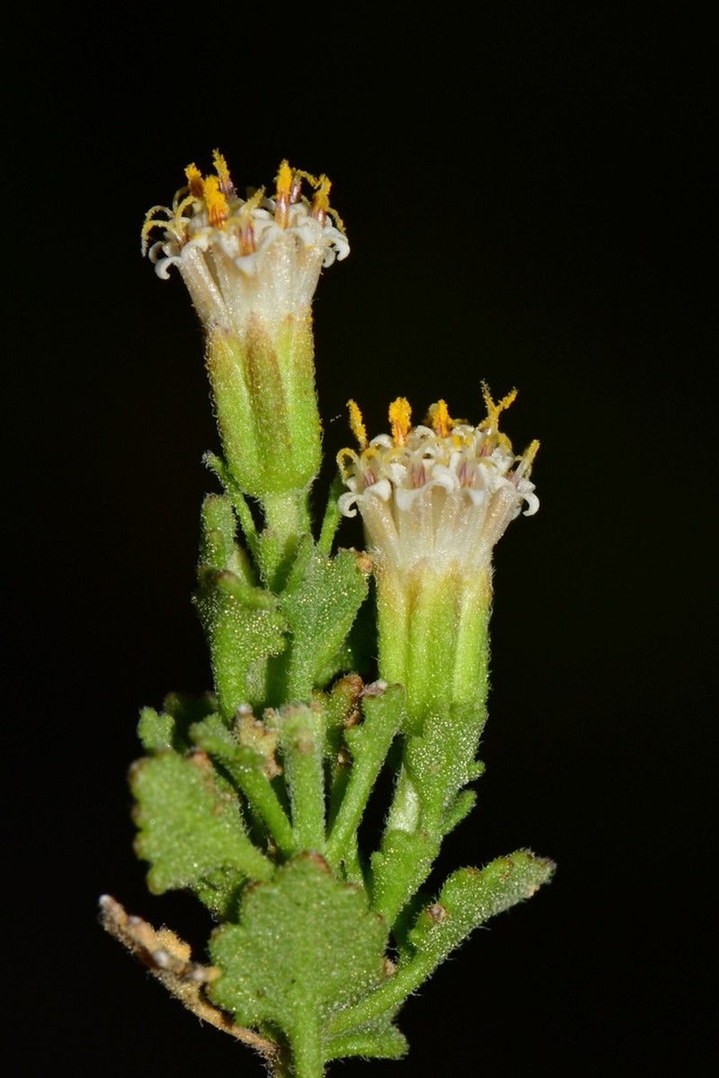Leafy Rockdaisy