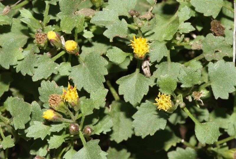 Leafy Rockdaisy photo 3