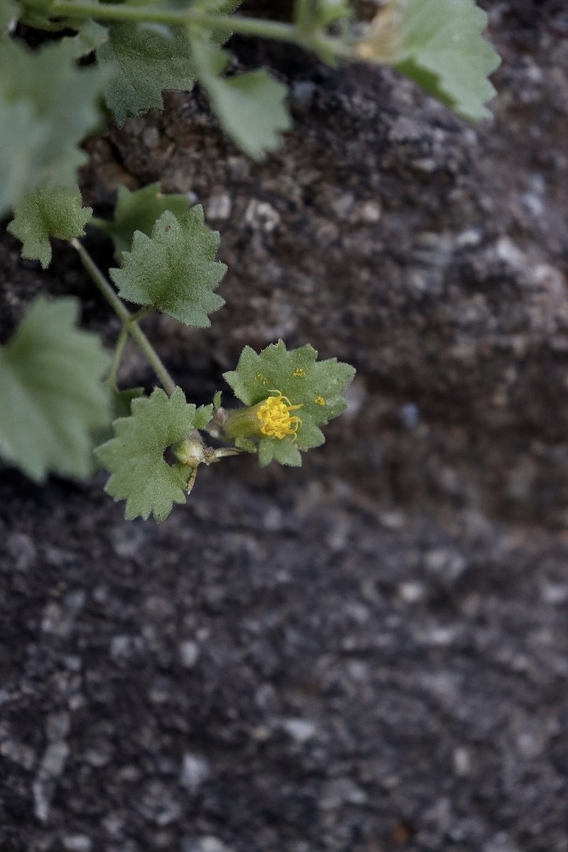 Leafy Rockdaisy photo 5