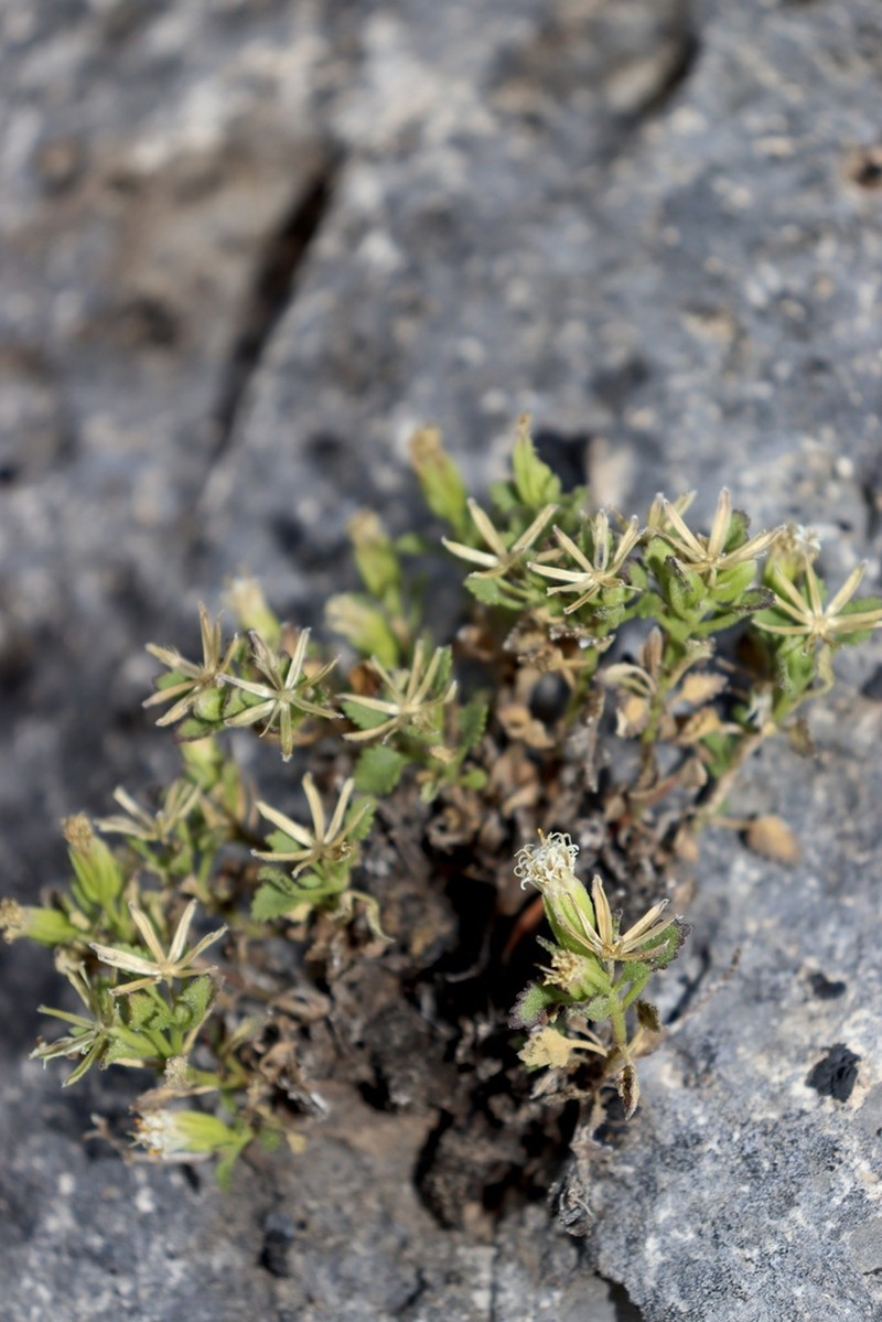 Leafy Rockdaisy photo 6