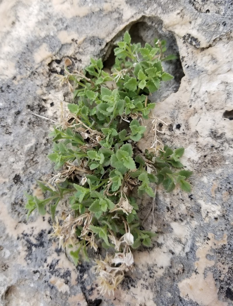 Leafy Rockdaisy photo 7