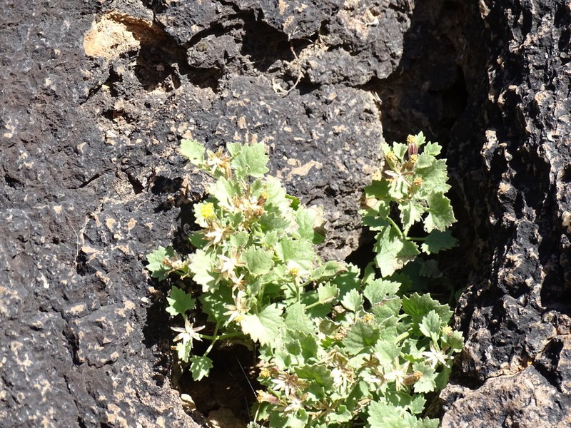 Leafy Rockdaisy photo 8