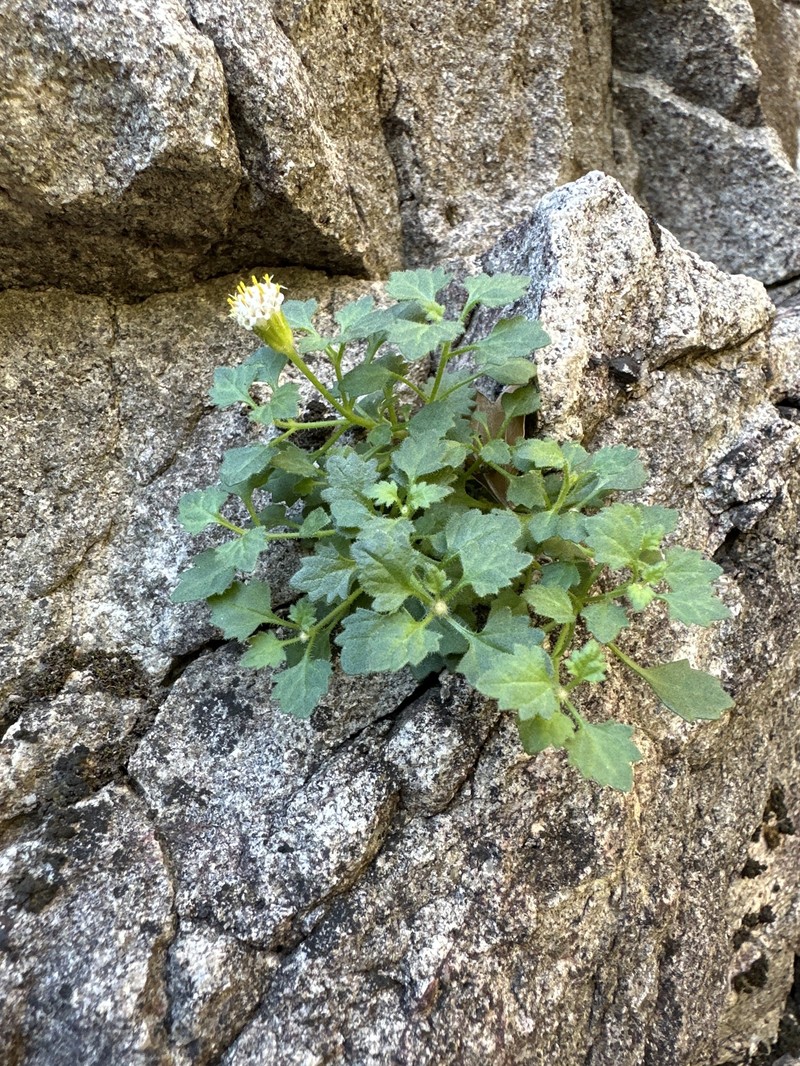 Laphamia rupestris var. albiflora photo 3