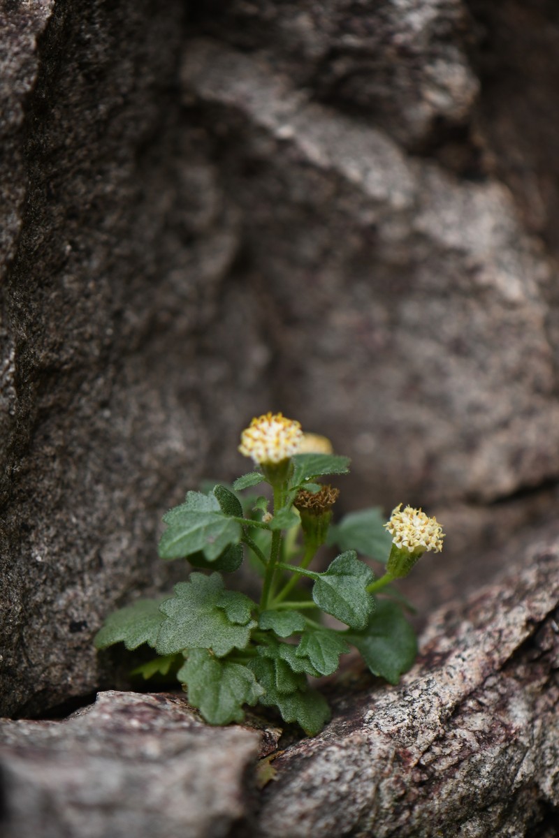 Laphamia rupestris var. albiflora photo 4