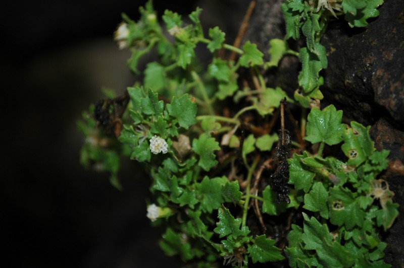 Laphamia rupestris var. albiflora photo 5