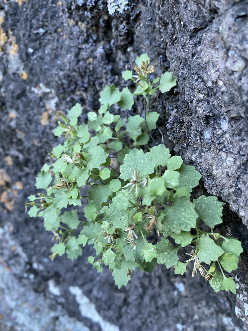 Laphamia rupestris var. rupestris photo 2