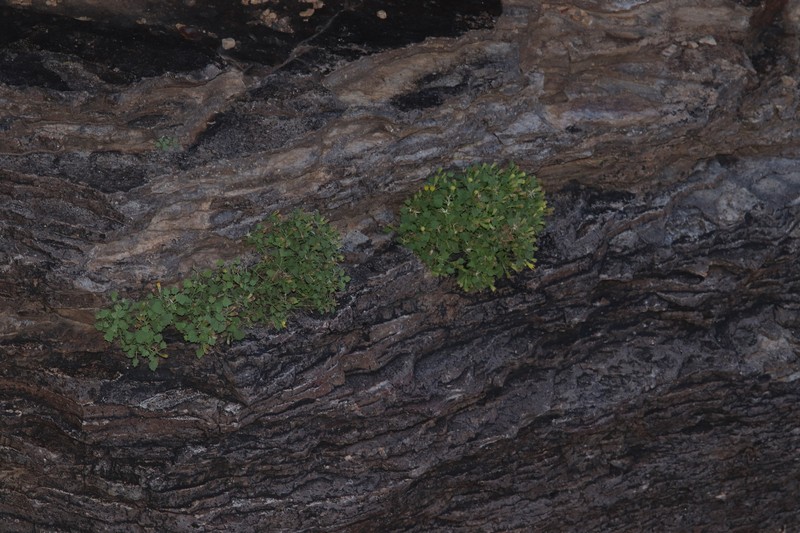 Laphamia rupestris var. rupestris photo 3