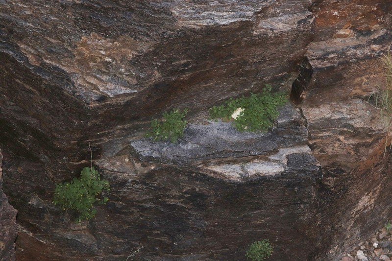 Laphamia rupestris var. rupestris photo 5