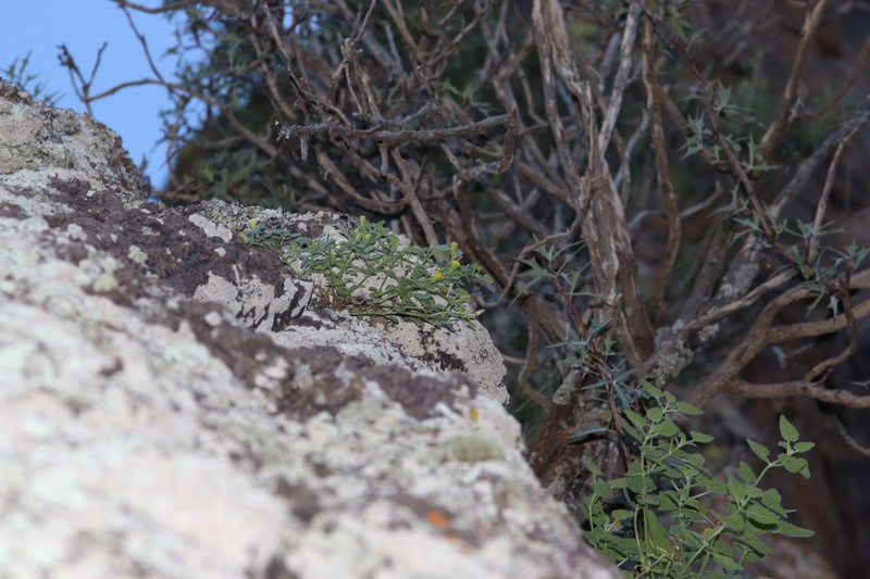 Laphamia rupestris var. rupestris photo 6