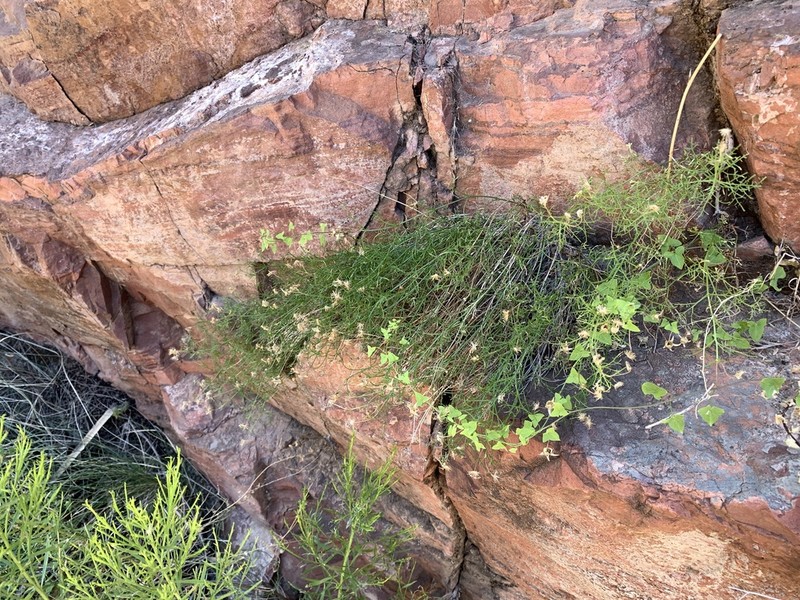 Roosevelt Dam Rockdaisy photo 3