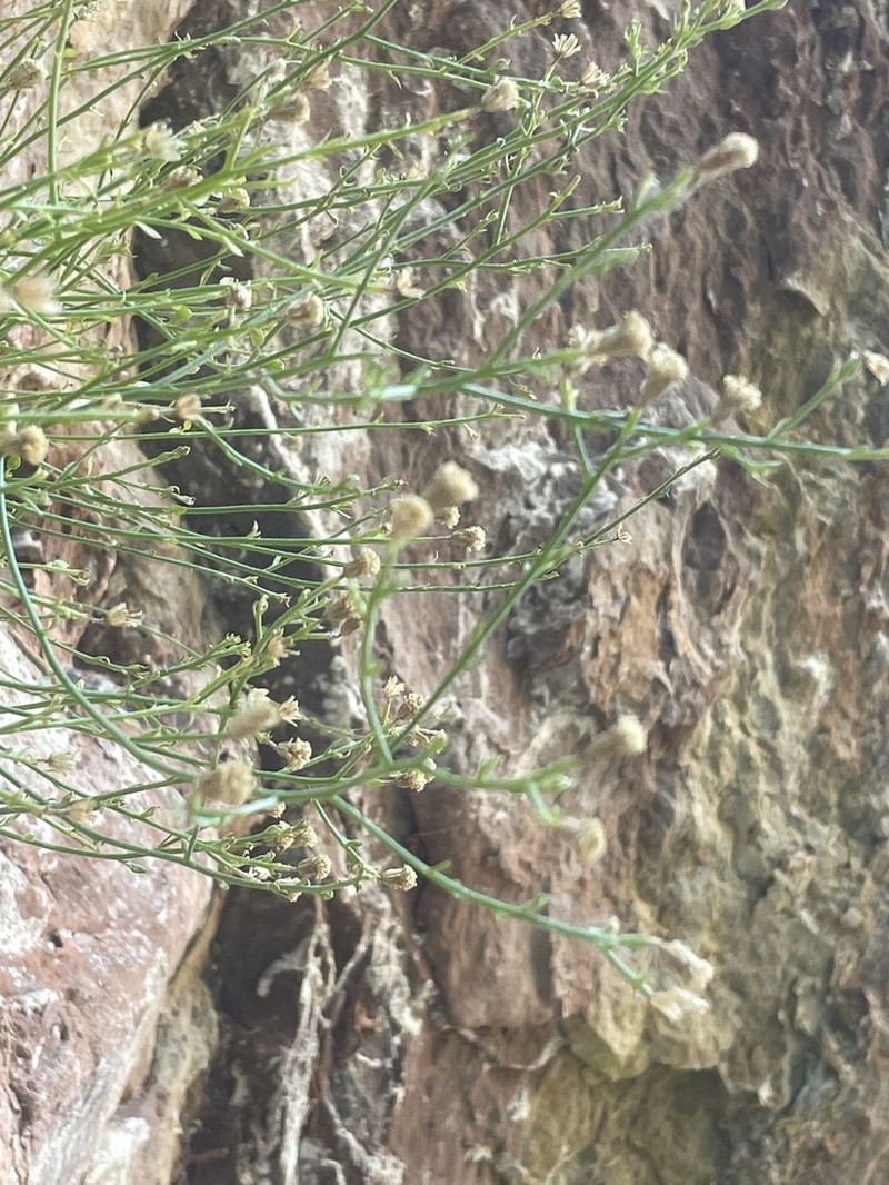 Laphamia specicola