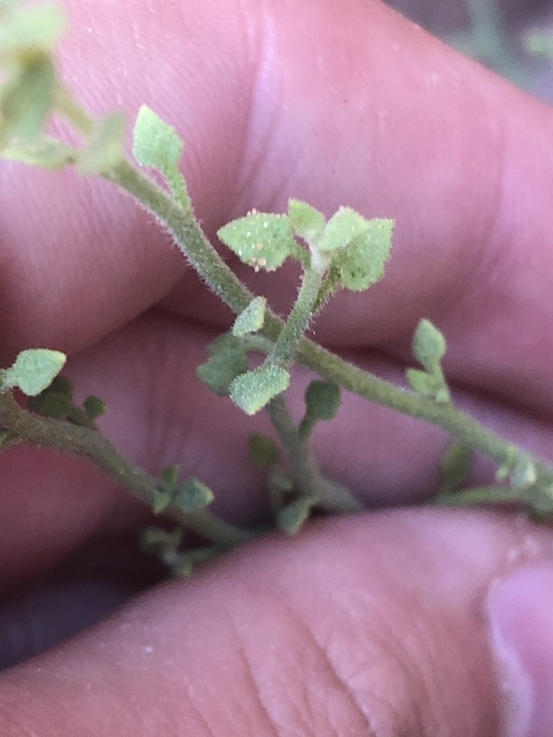 Laphamia specicola photo 2