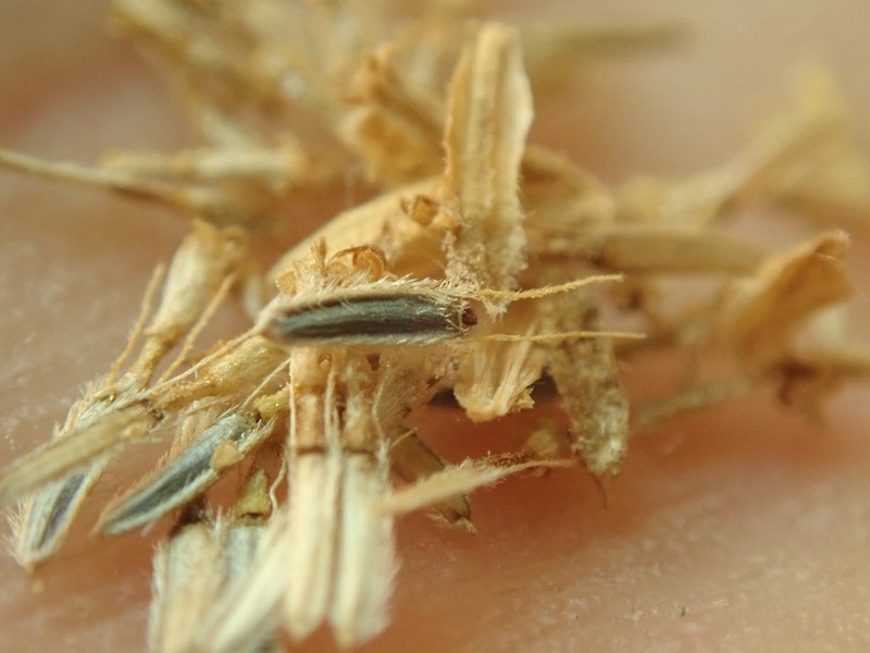 Laphamia specicola photo 3