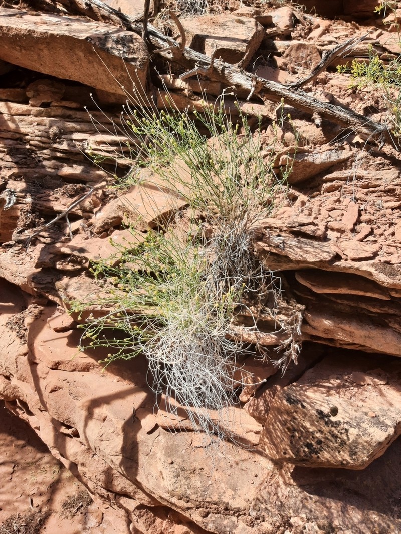 Laphamia specicola photo 4
