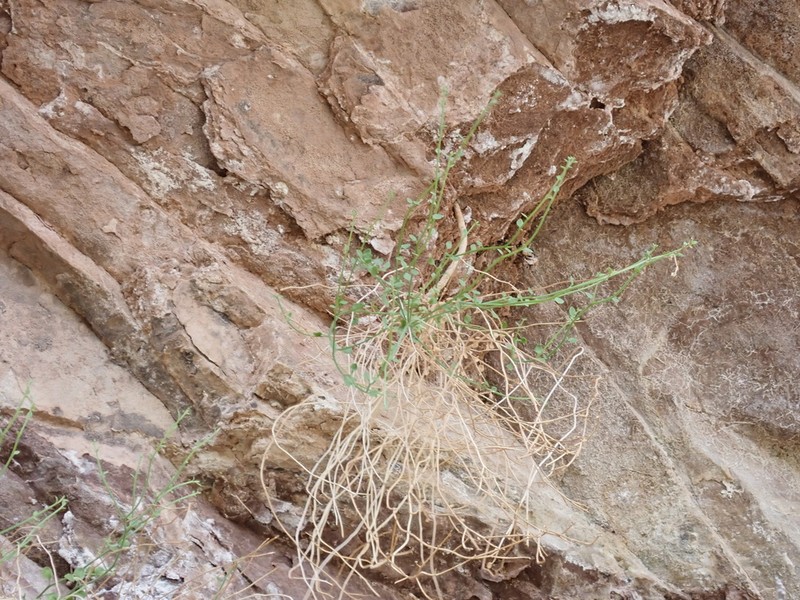 Laphamia specicola photo 6