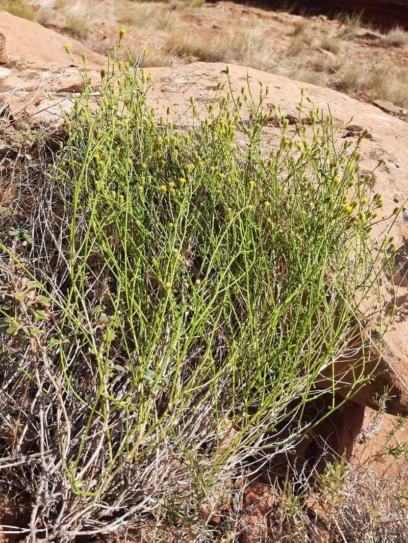 Laphamia specicola photo 7