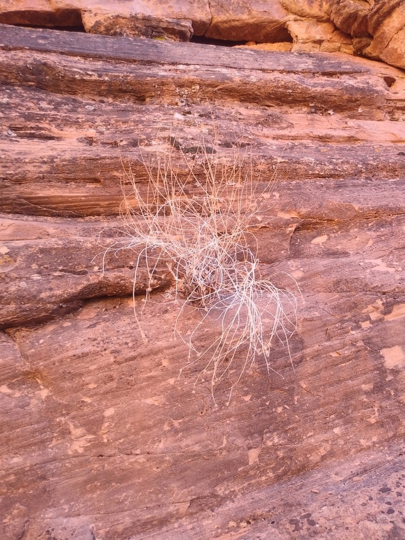 Laphamia specicola photo 8
