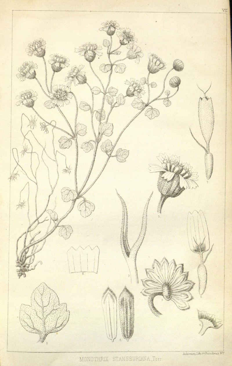 Stansbury'S Rockdaisy