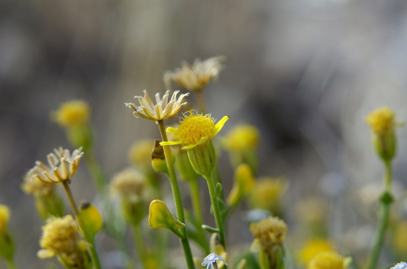Stansbury'S Rockdaisy