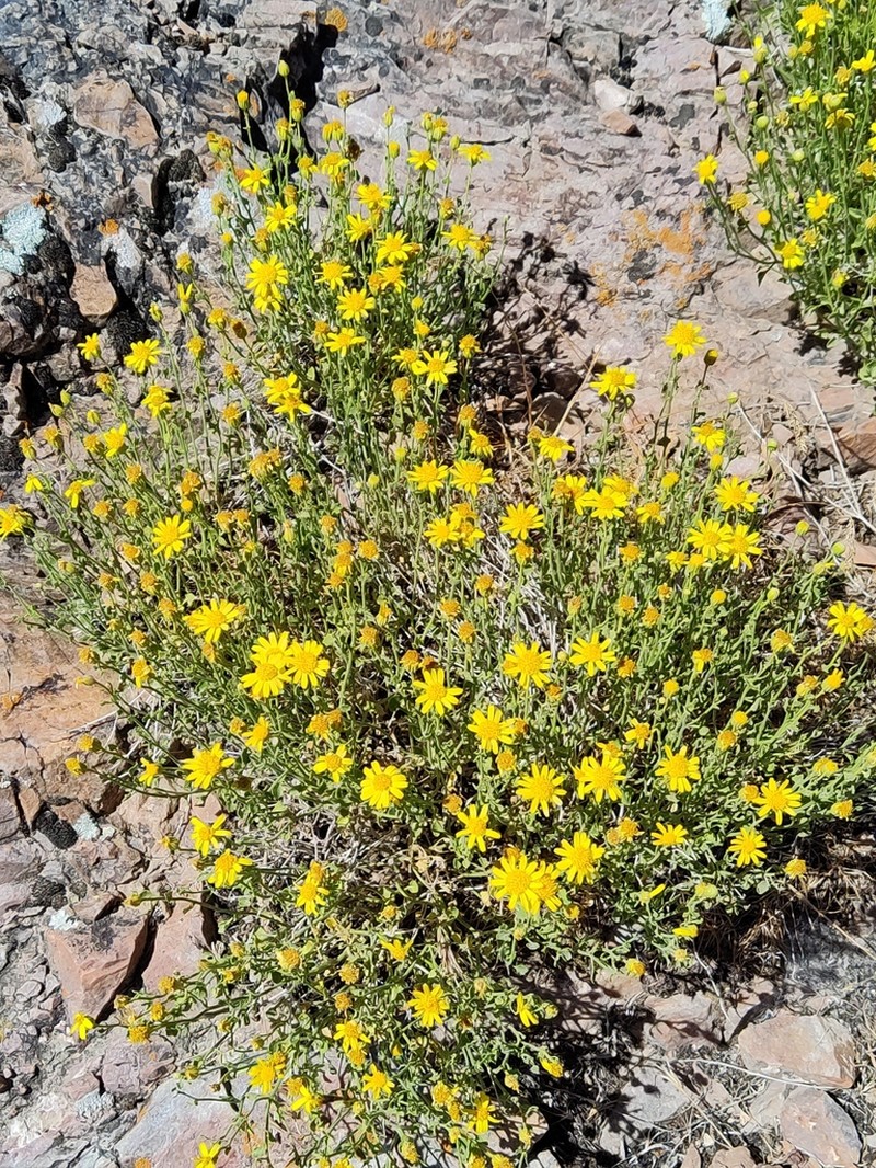Stansbury'S Rockdaisy photo 2