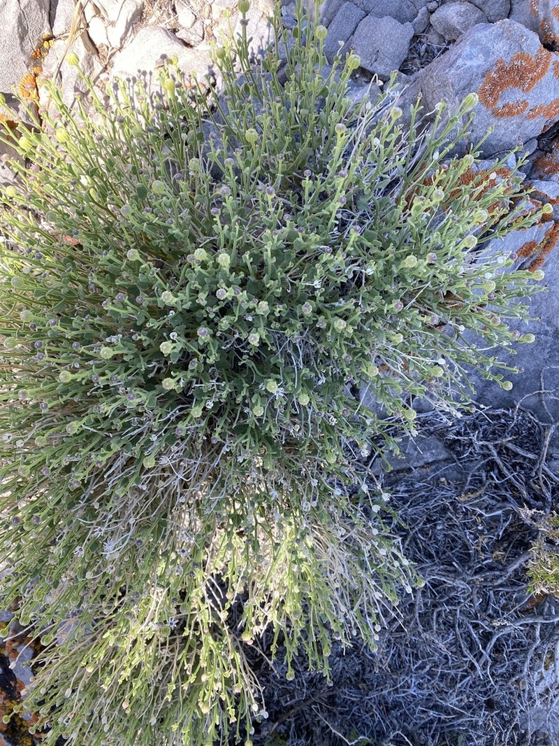 Stansbury'S Rockdaisy photo 3