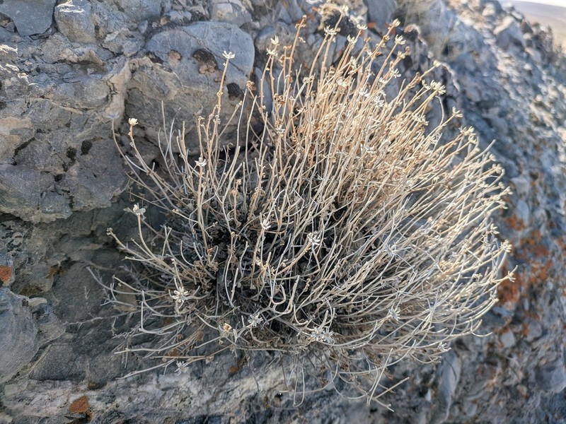 Stansbury'S Rockdaisy photo 4