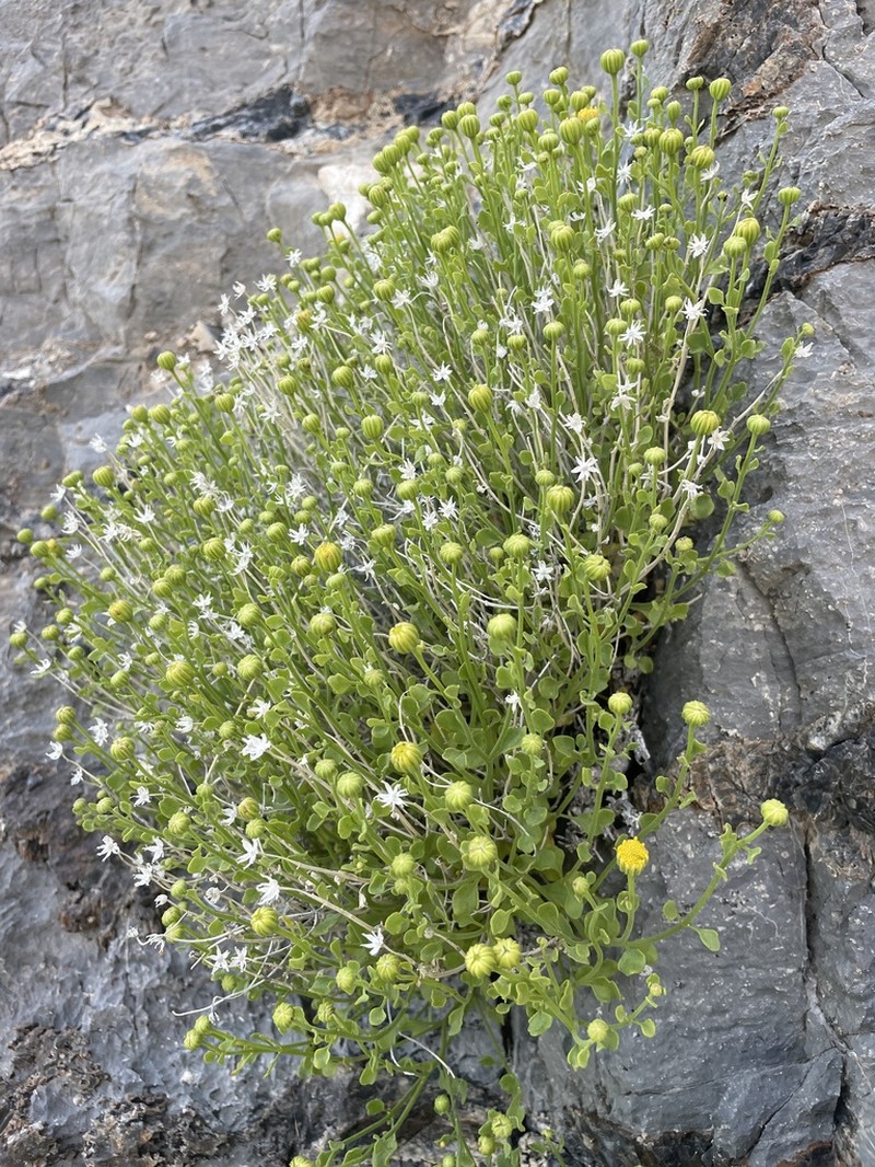 Stansbury'S Rockdaisy photo 5