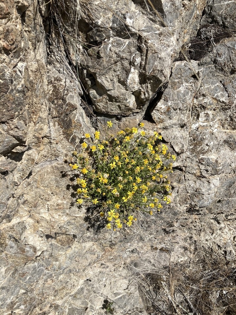 Stansbury'S Rockdaisy photo 6
