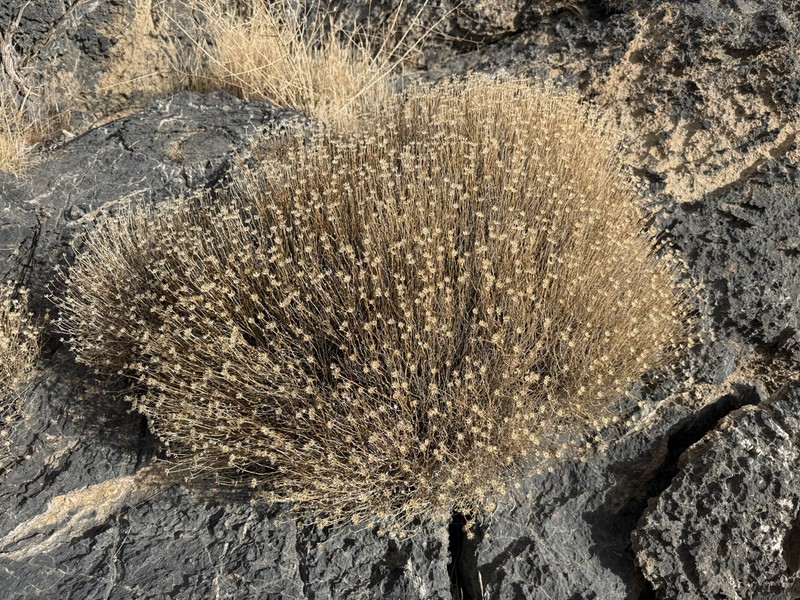 Stansbury'S Rockdaisy photo 7
