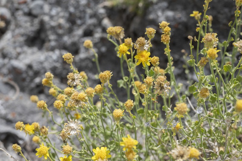 Stansbury'S Rockdaisy photo 8