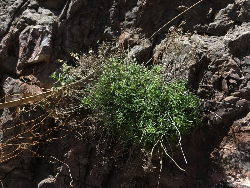 New Mexico Rockdaisy