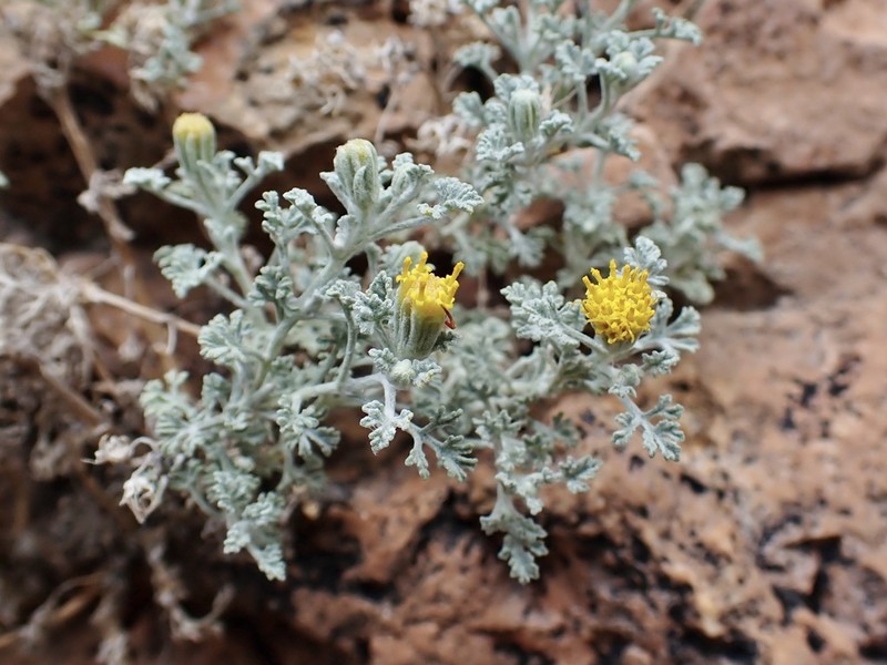 Laphamia vandevenderi