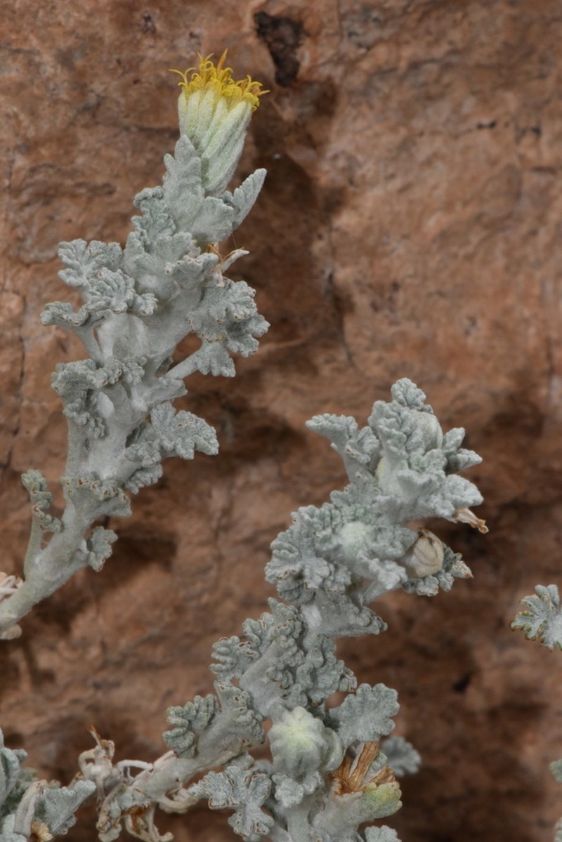 Laphamia vandevenderi photo 2