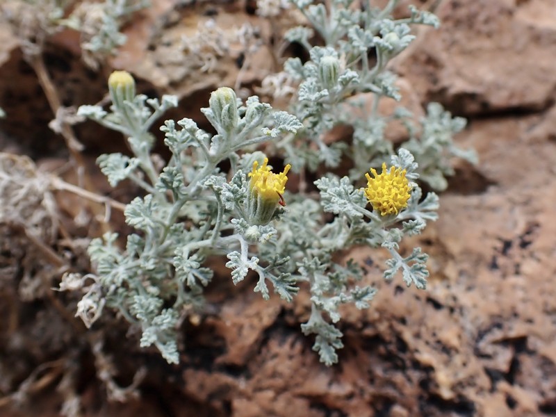 Laphamia vandevenderi photo 3