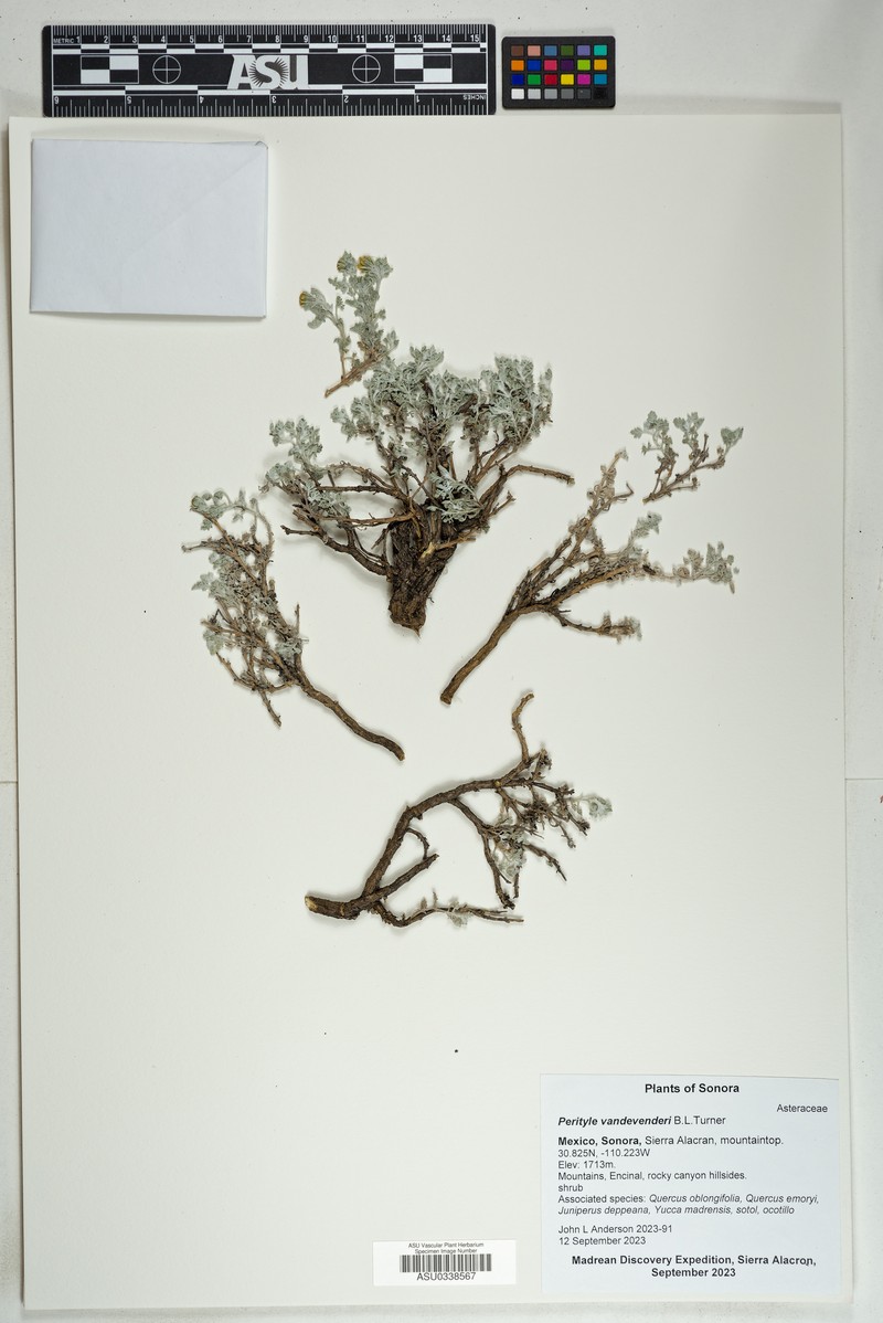 Laphamia vandevenderi photo 5