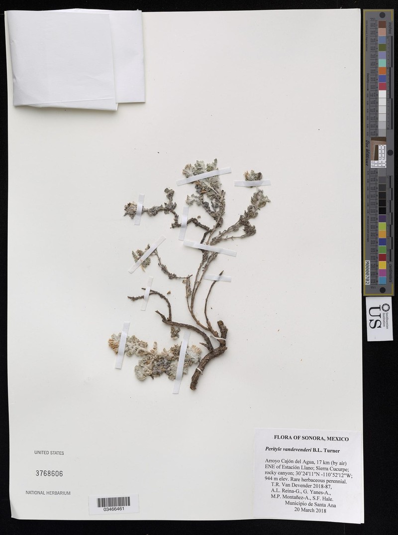Laphamia vandevenderi photo 6