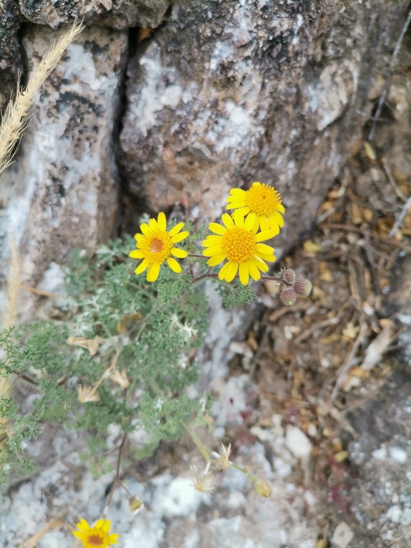 Vasey's Rockdaisy