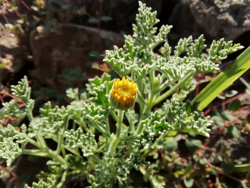 Vasey's Rockdaisy photo 2