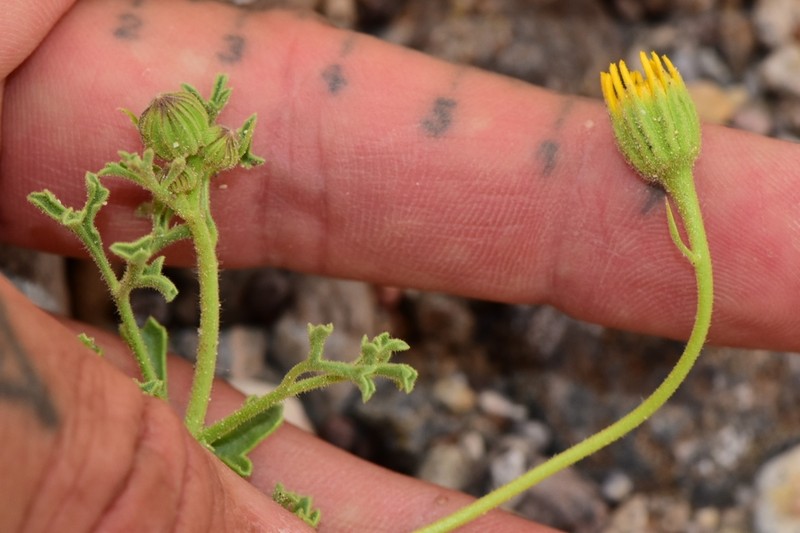 Vasey's Rockdaisy photo 3