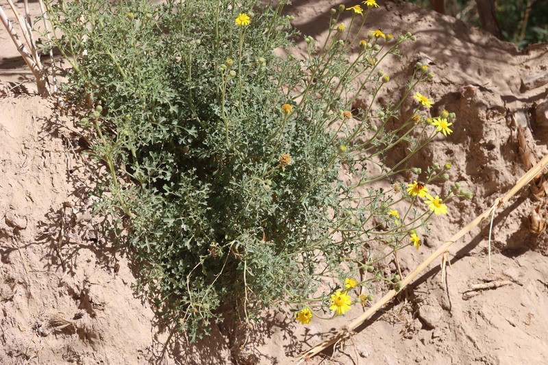 Vasey's Rockdaisy photo 4