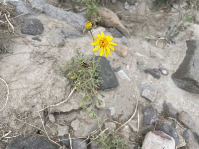 Vasey's Rockdaisy photo 5
