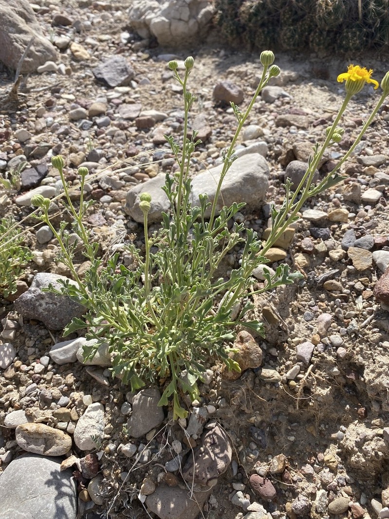 Vasey's Rockdaisy photo 6